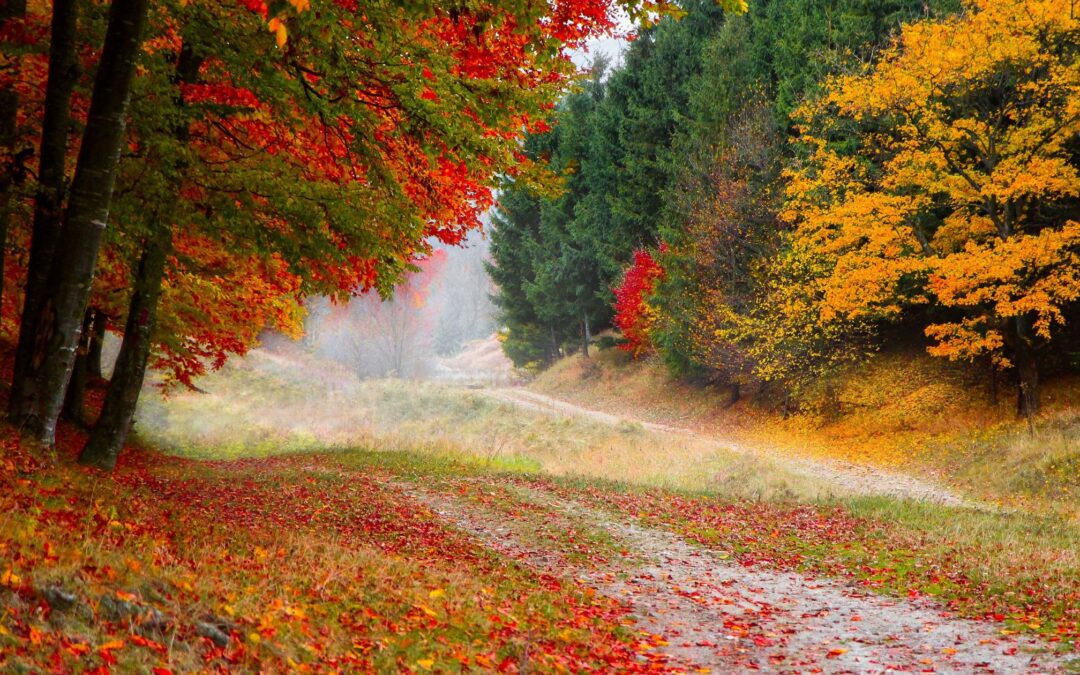 Autumn, the Full Moon, and the 90-Day Rhythm of Life