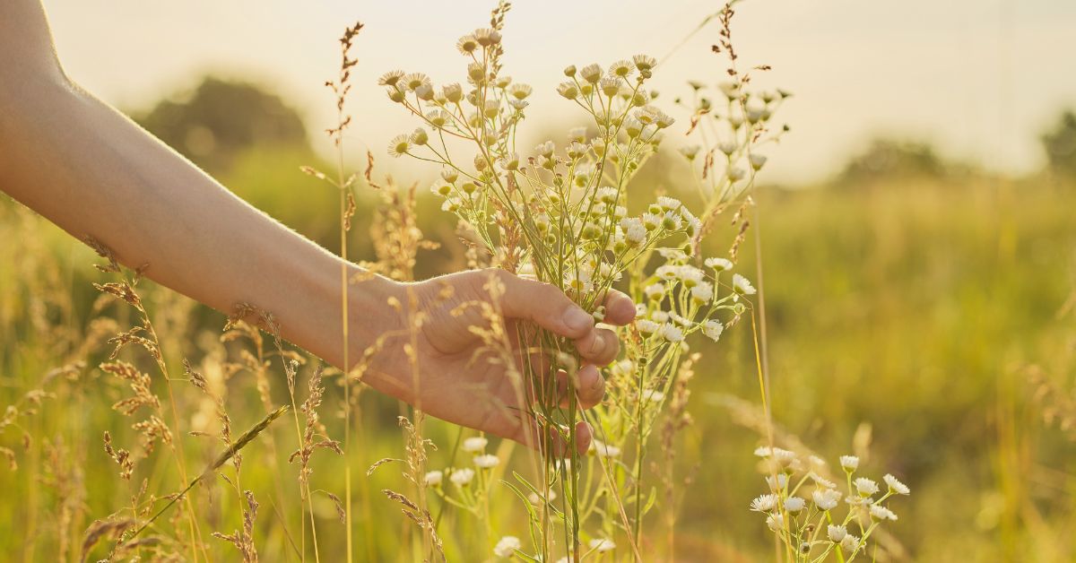 Woman’s hand gently touching wildflowers in a field at sunset, symbolising natural hormone rhythm returning after stopping hormonal birth control