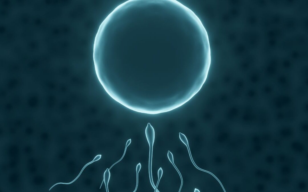 Egg and Sperm Quality: What Actually Shapes Fertility Outcomes