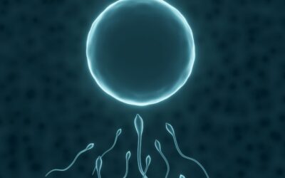 Egg and Sperm Quality: What Actually Shapes Fertility Outcomes