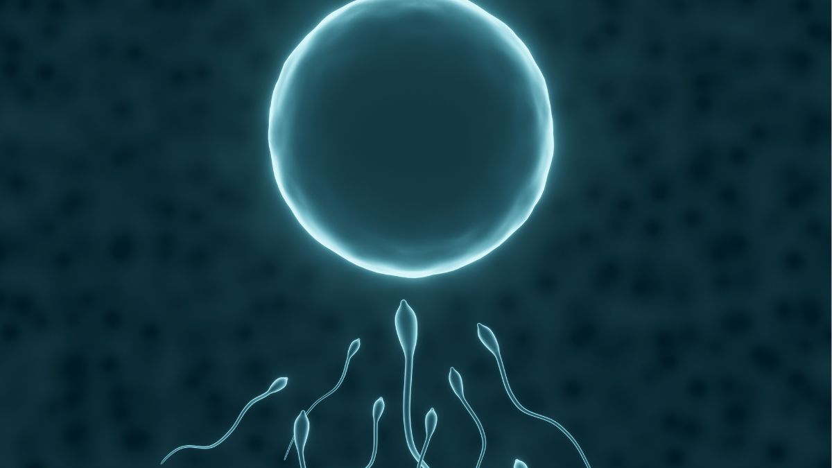 Egg and sperm interaction under microscopic view
