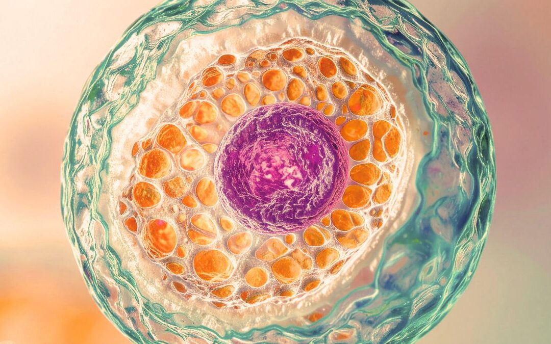 Follicle Health & Structure: How Egg Quality Is Established Over Time
