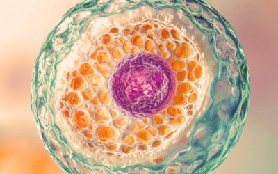 Follicle Health & Structure: How Egg Quality Is Established Over Time