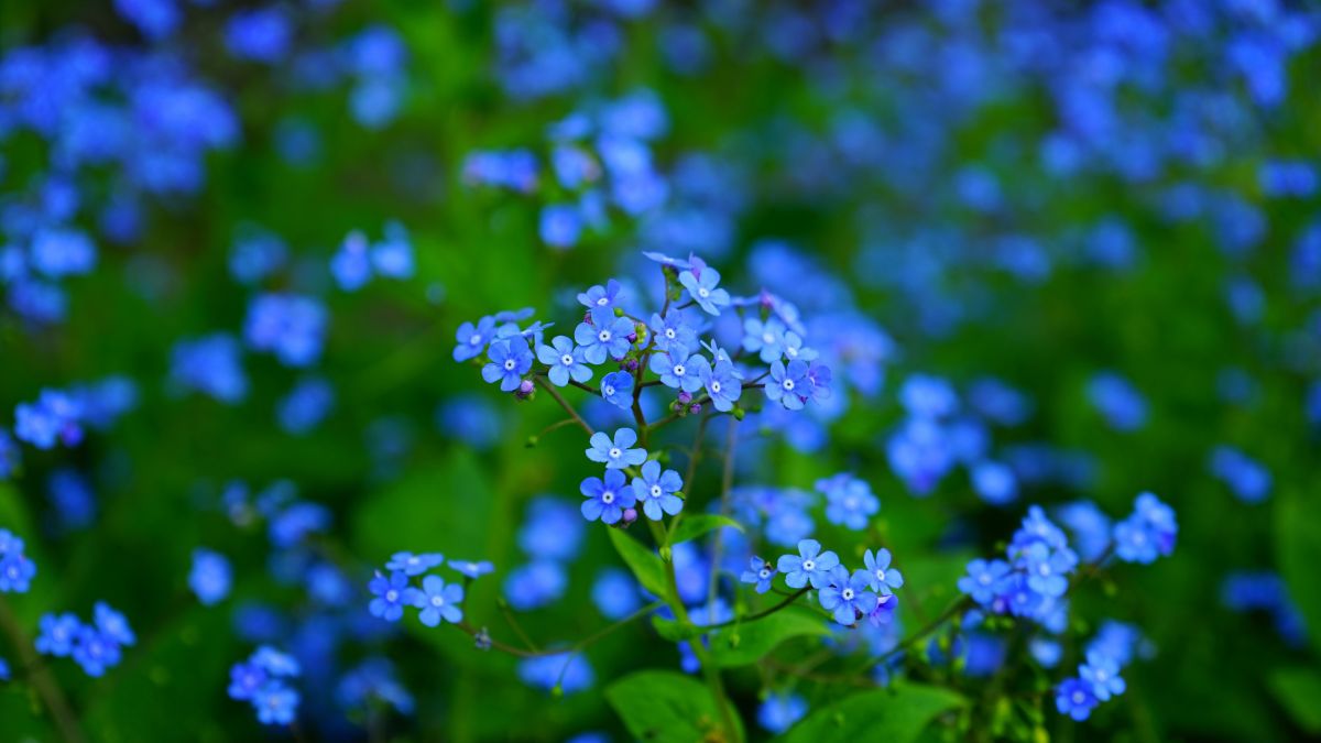 forgetmenot flower symbol of pregnancy loss