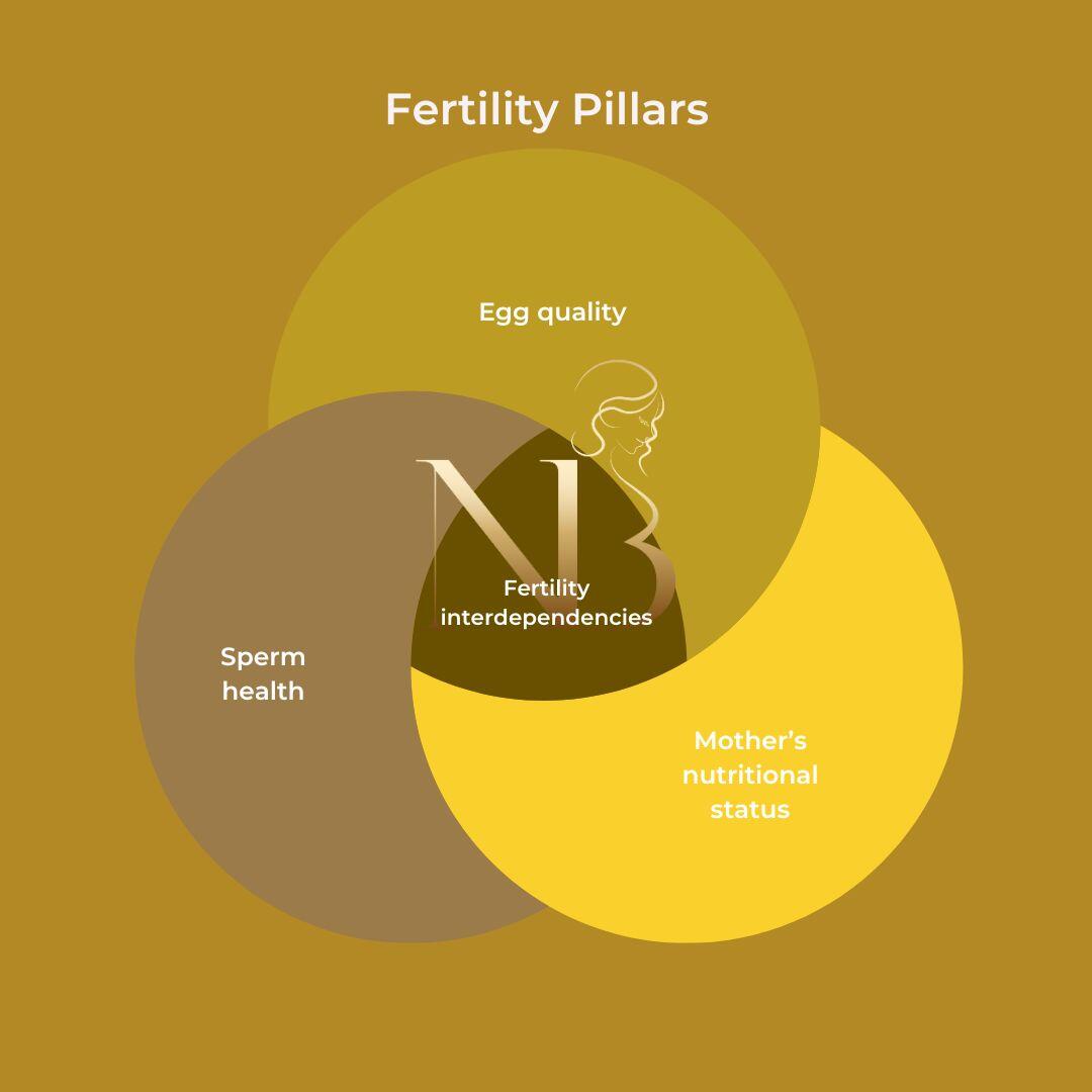 embryo implantation