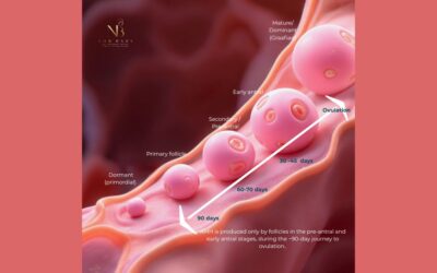 Egg Development: From Primordial Follicle to Ovulation