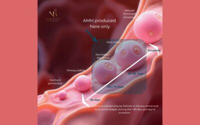 Why AMH Is Not a Measure of Ovarian Reserve — and Should Not Be Used to Predict Fertility