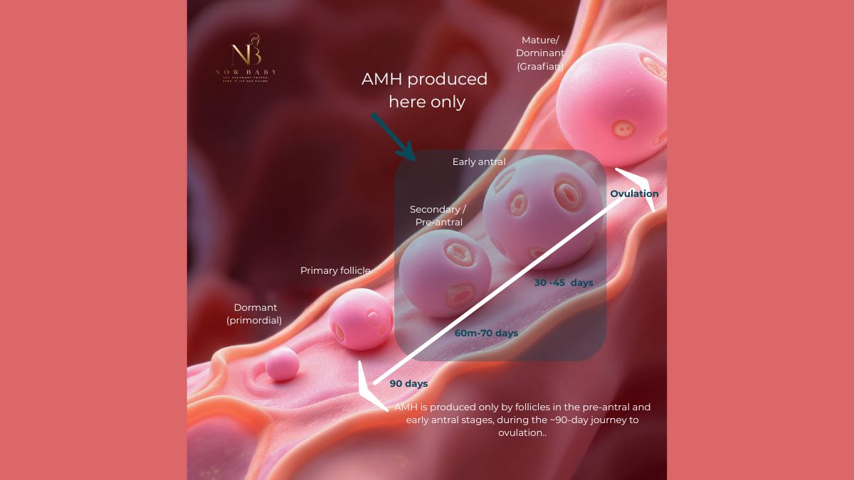 AMH and follicle development