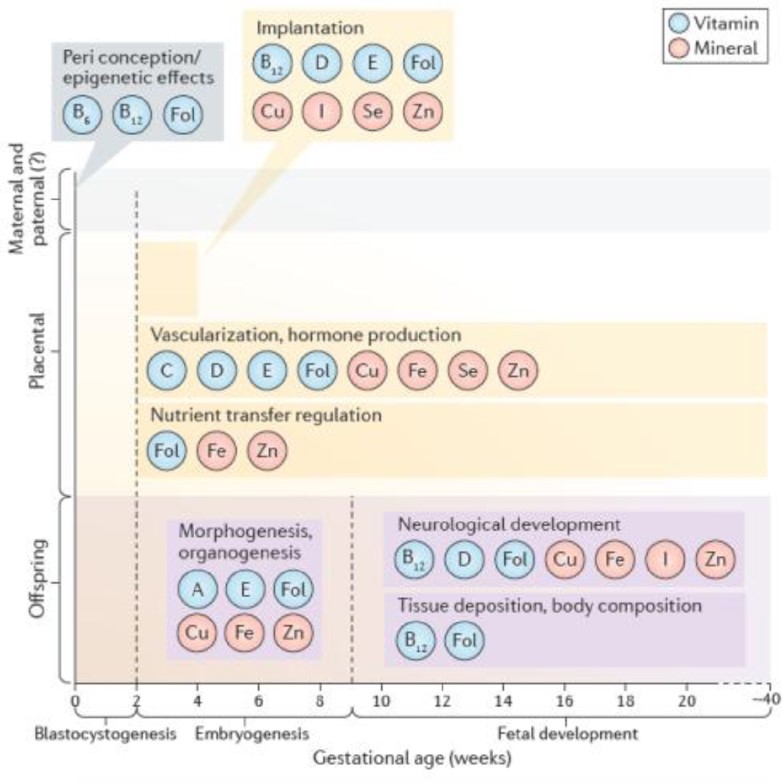 embryo implantation nutrient demands