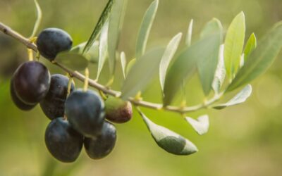 The Mediterranean Diet and Fertility: Improving Live Birth Outcomes Through Nutrition