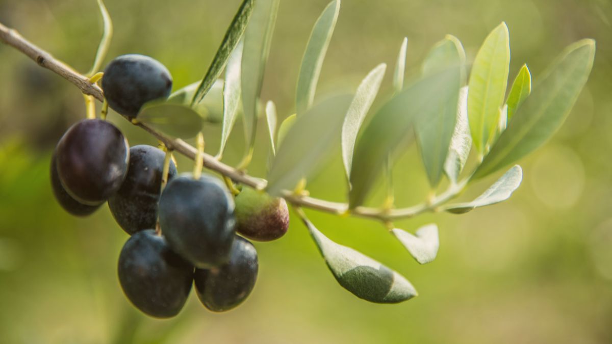 Mediterranean diet for fertility