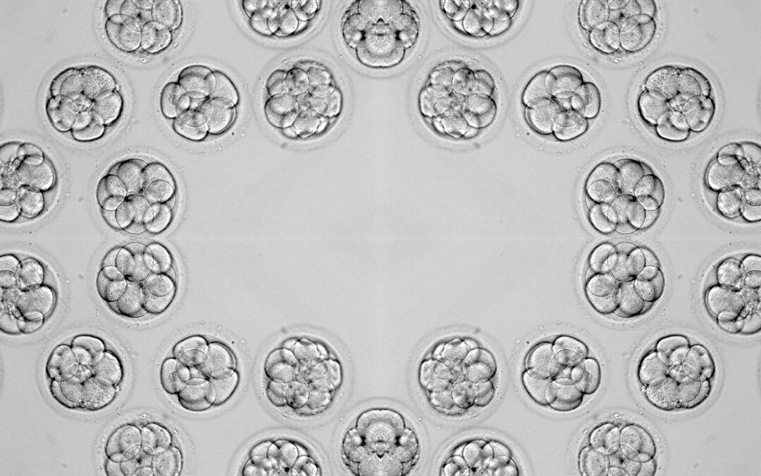 Pre implantation genetic testing IVF: What does the extra cost buy you?