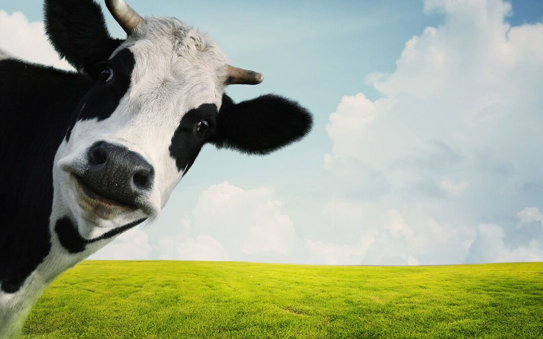 Vitamin B12: The Animal Factor in Fertility