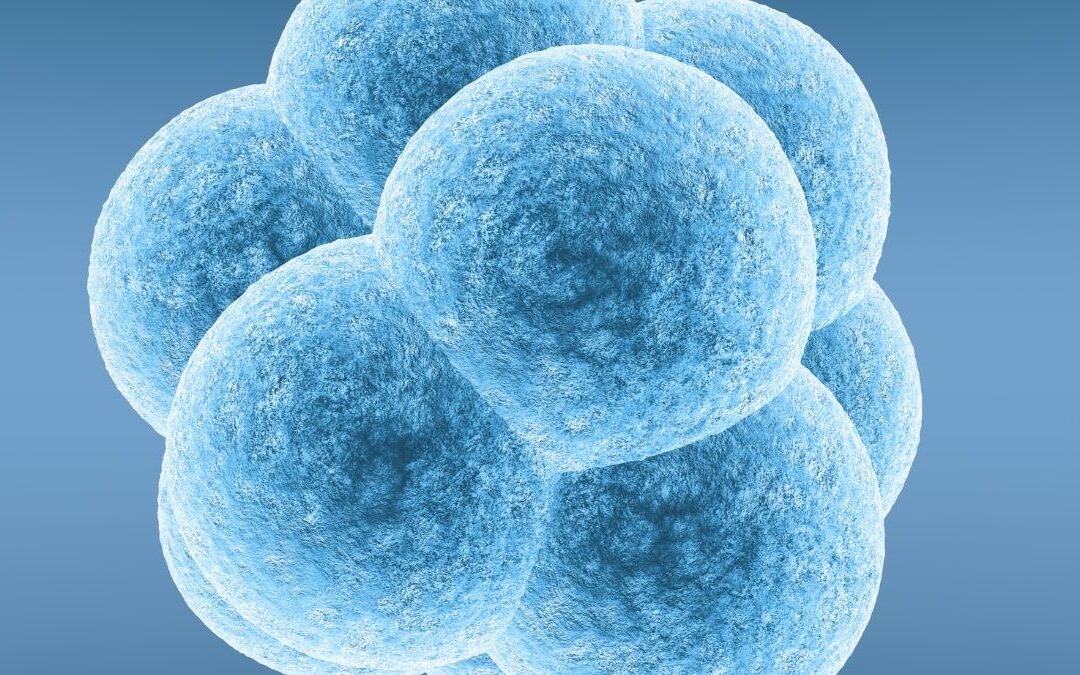 Day 3 vs Day 5 Embryo Transfer
