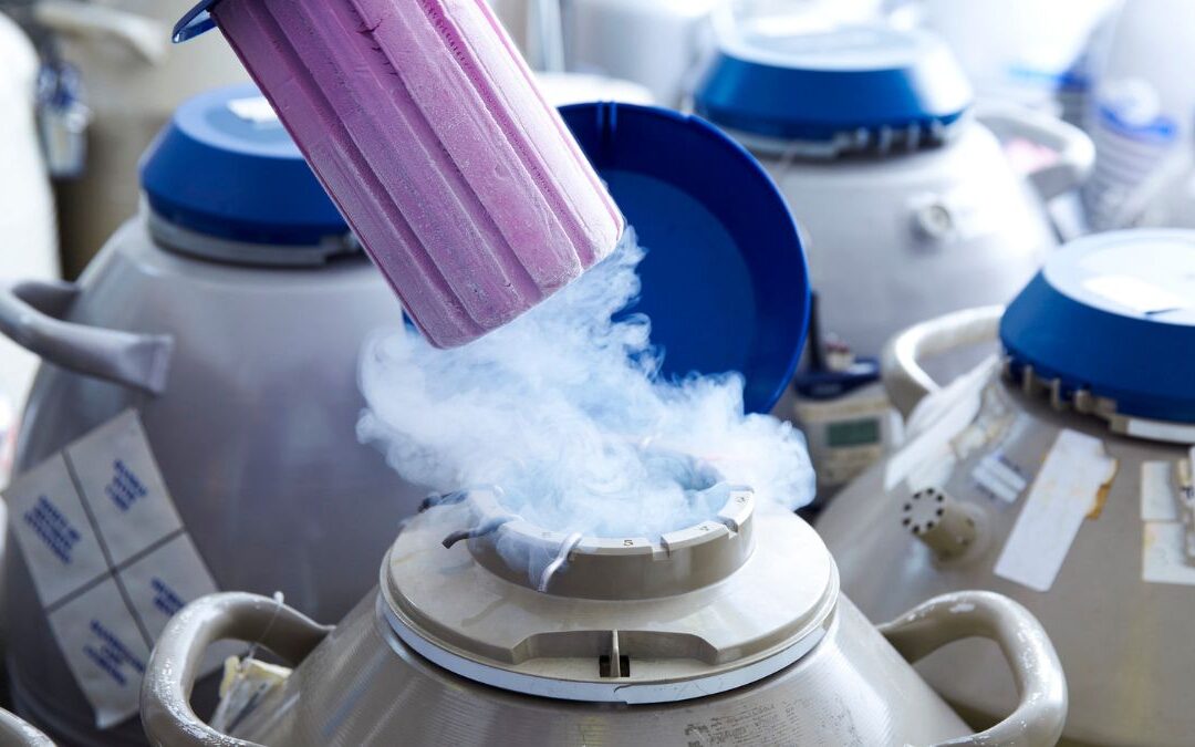 Fresh vs frozen embryo transfer – which is best