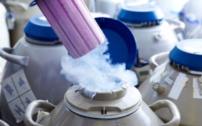 Fresh vs frozen embryo transfer – which is best