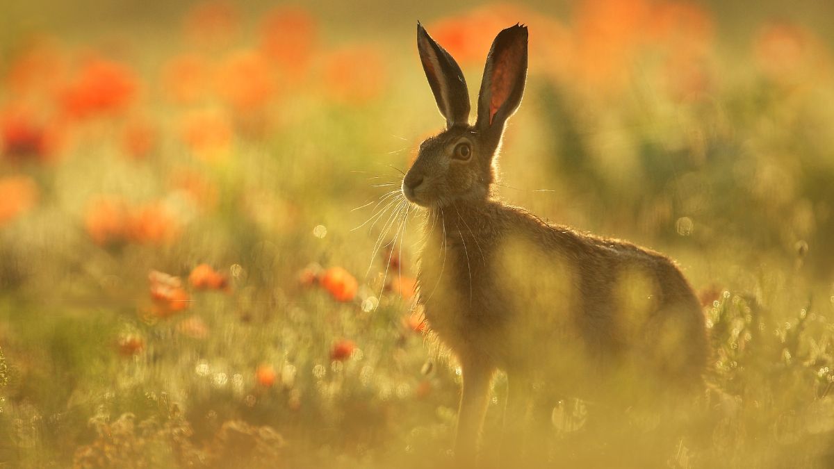 Spring hare in meadow symbolising fertility and Ostara at the Spring Equinox