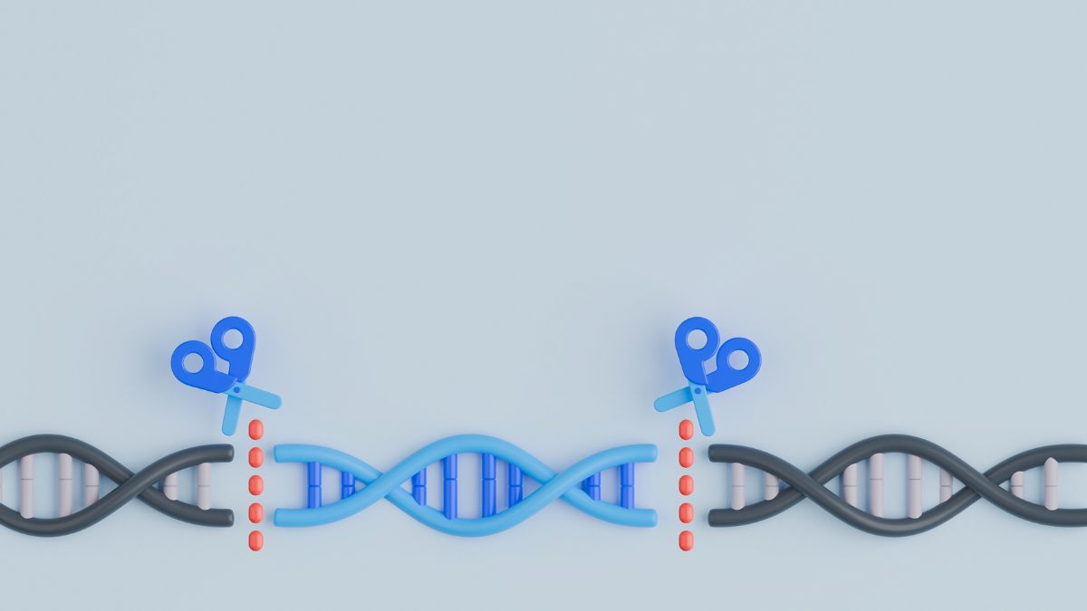 DNA repair process that protects egg quality during egg development