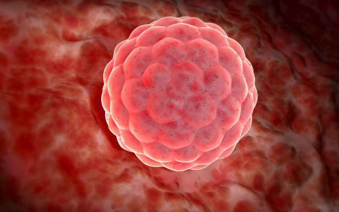 Embryo grading terminology and grading scales explained