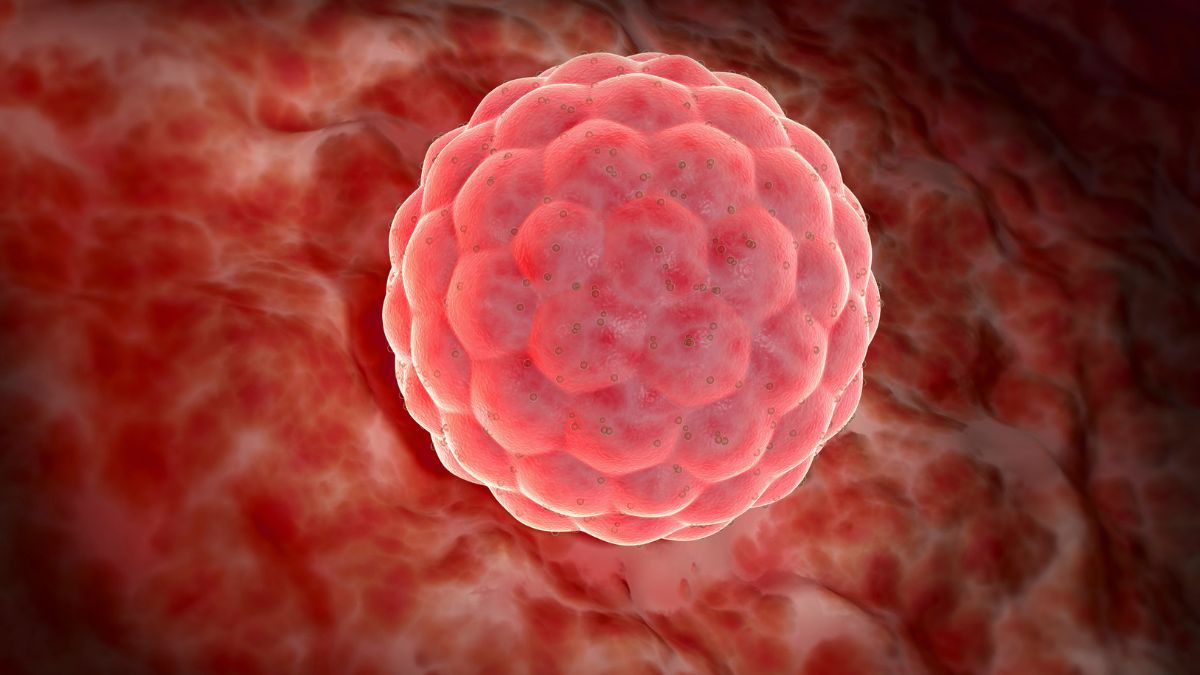 embryo grading explained