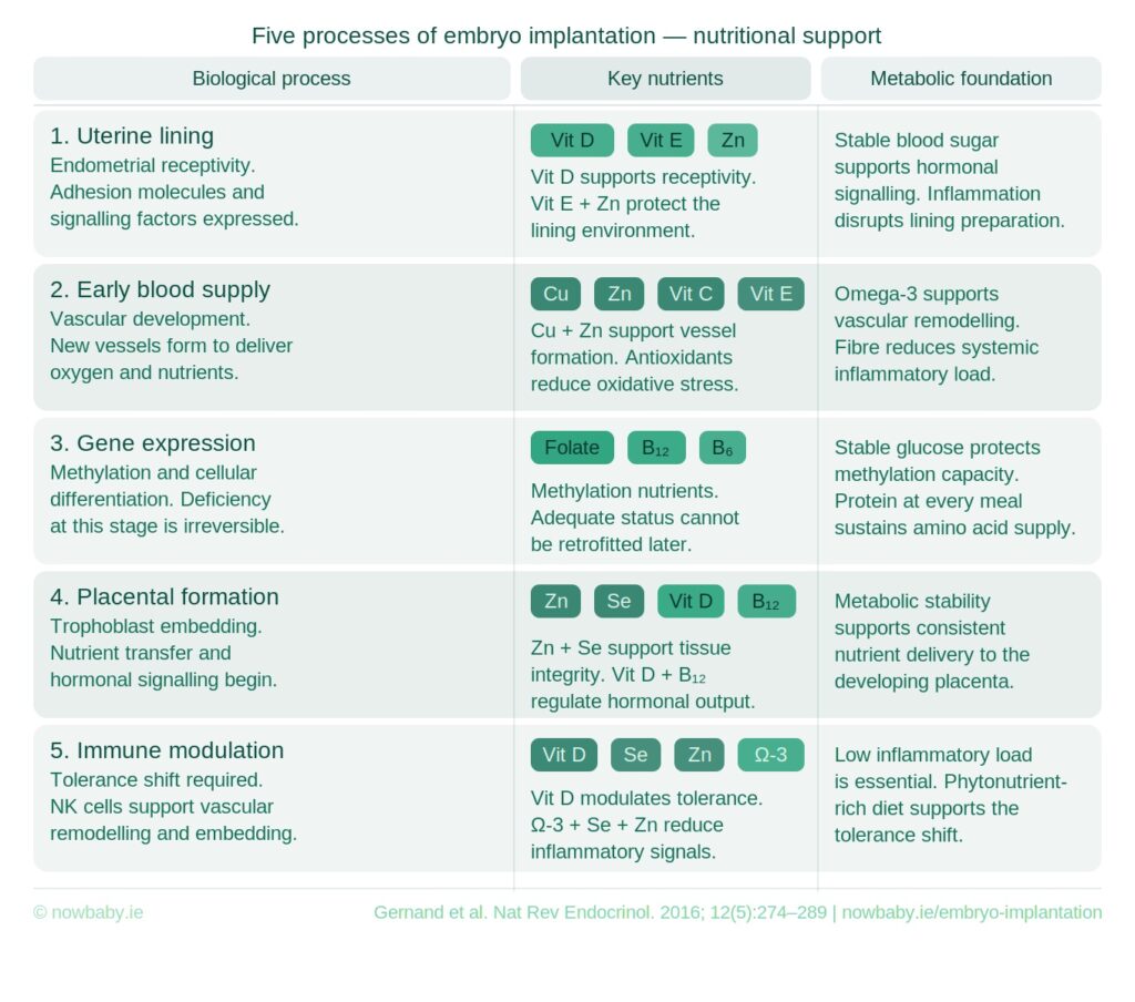 frozen embryo transfer nutrients