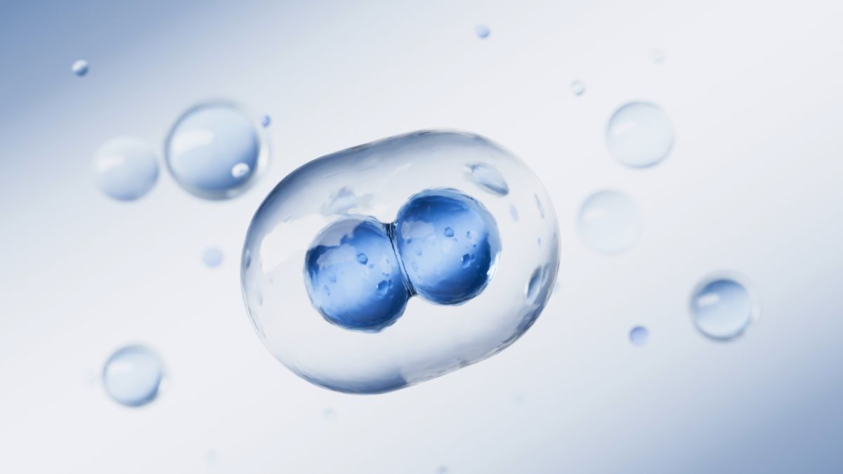 Day5 or Day 6 blastocyst Day5 or Day 6 blastocyst