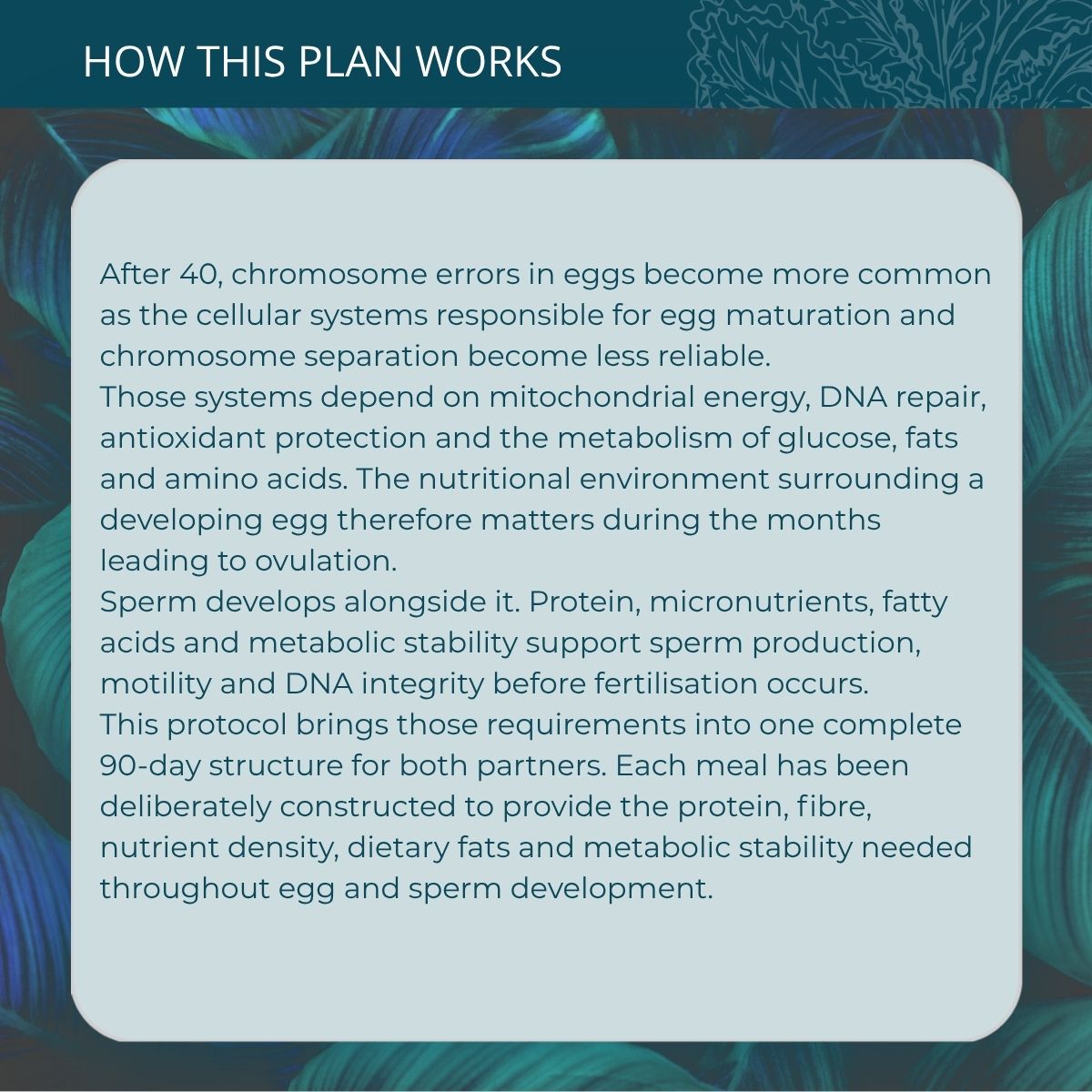 Over 40 Fertility Nutrition Protocol - Image 2