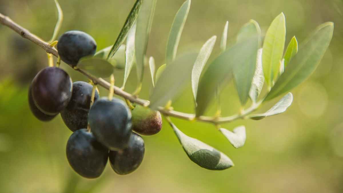 Mediterranean diet olives Mediterranean diet for fertility